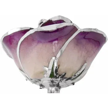 Lacquered Purple Rose with Platinum Trim