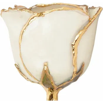 Lacquered Pearl Colored Rose with Gold Trim