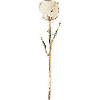 Lacquered White Rose with Gold Trim